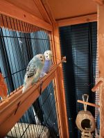 Parakeet Birds for sale in Center Ossipee, Ossipee, NH 03814, USA. price: NA