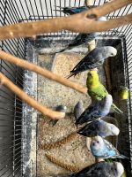 Parakeet Birds for sale in Monroe, OH, USA. price: NA
