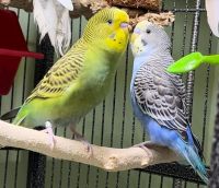 Parakeet Birds for sale in Wilmington, MA 01887, USA. price: NA
