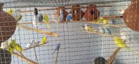 Parakeet Birds for sale in Mysuru, Karnataka, India. price: 350 INR