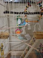 Parakeet Birds for sale in Greensboro, NC 27455, USA. price: NA