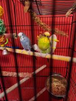 Parakeet Birds for sale in Elizabethtown, KY, USA. price: NA