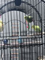 Parakeet Birds for sale in Elmont, NY, USA. price: NA