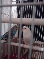 Parakeet Birds for sale in Tallapoosa, GA, USA. price: NA