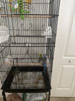 Parakeet Birds for sale in Lakeland, FL, USA. price: NA