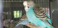 Parakeet Birds for sale in Portage, IN, USA. price: NA