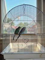 Parakeet Birds for sale in New Britain, CT 06053, USA. price: NA