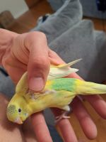 Parakeet Birds for sale in Belleville, NJ 07109, USA. price: NA