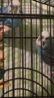 Parakeet Birds for sale in Woodburn, OR 97071, USA. price: NA