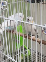 Parakeet Birds for sale in Gratiot Ave, Clinton Twp, MI 48036, USA. price: NA