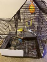 Parakeet Birds for sale in Arlington, VA, USA. price: $100
