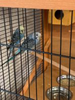 Parakeet Birds for sale in Tujunga, CA 91042, USA. price: $25