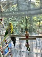 Parakeet Birds for sale in Marietta, GA 30062, USA. price: $30