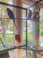 Parakeet Birds for sale in Charles Town, WV 25414, USA. price: $25