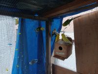 Parakeet Birds for sale in Alhambra, CA, USA. price: $12