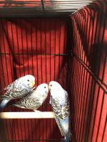 Parakeet Birds for sale in Eagan, MN, USA. price: $50