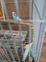 Parakeet Birds for sale in Romeoville, IL, USA. price: $40