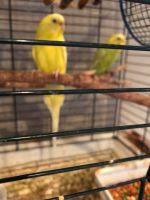 Parakeet Birds for sale in Camas, WA, USA. price: $100
