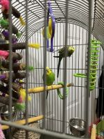 Parakeet Birds for sale in Glen, MS 38846, USA. price: $200