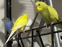 Parakeet Birds for sale in Chapel Hill, North Carolina. price: $12