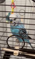 Parakeet Birds for sale in Beverly Hills, California. price: $100