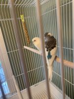 Parakeet Birds for sale in Durham, North Carolina. price: $50
