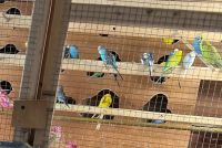 Parakeet Birds for sale in Egg Harbor Township, New Jersey. price: $40