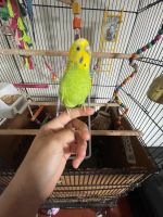 Parakeet Birds for sale in Philadelphia, Pennsylvania. price: $140