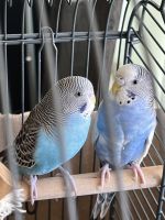 Parakeet Auklet Birds for sale in La Mesa, California. price: $75
