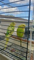Parakeet Auklet Birds for sale in Winter Haven, Florida. price: $60