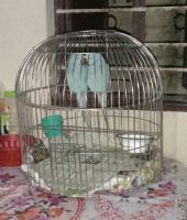 Parrot Birds for sale in Benachity, Durgapur, West Bengal, India. price: 18000 INR