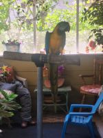 Parrot Birds for sale in Independence, MO, USA. price: NA