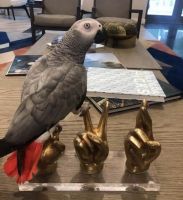 Parrot Birds for sale in Dayton, OH 45432, USA. price: NA
