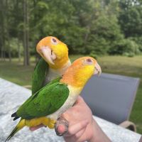 Parrot Birds for sale in Clarkston, MI 48346, USA. price: NA