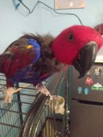 Parrot Birds for sale in Las Vegas, NV 89101, USA. price: NA