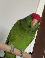 Parrot Birds for sale in Rockwall County, TX, USA. price: NA