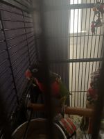 Parrot Birds for sale in Norristown, PA, USA. price: NA