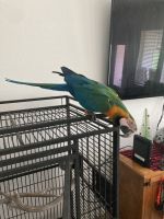 Parrot Birds for sale in New Waverly, TX, USA. price: NA