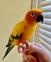 Parrot Birds for sale in Wake Forest, NC 27587, USA. price: NA