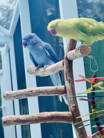 Parrot Birds for sale in New Smyrna Beach, FL, USA. price: $350