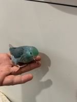 Parrotlet Birds for sale in Syracuse, NY, USA. price: NA