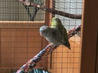 Parrotlet Birds for sale in DuBois, PA 15801, USA. price: NA