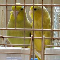 Parrotlet Birds for sale in Jersey City, NJ, USA. price: NA