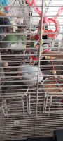 Parrotlet Birds for sale in 136 Fifth St, Marion, MI 49665, USA. price: $1,000