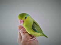 Parrotlet Birds for sale in Braselton, GA, USA. price: $300