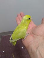 Parrotlet Birds for sale in Saginaw, MI, USA. price: $9,893,560,000