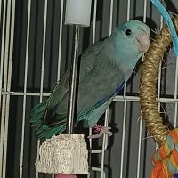 Parrotlet Birds for sale in Seminole, FL, USA. price: $125