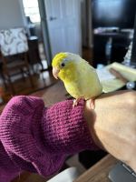 Parrotlet Birds for sale in Hoffman Estates, IL, USA. price: $200