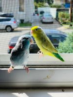 Parrotlet Birds for sale in Keyport, New Jersey. price: $600
