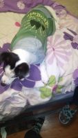 Parson Russell Terrier Puppies for sale in Florissant, MO, USA. price: NA
